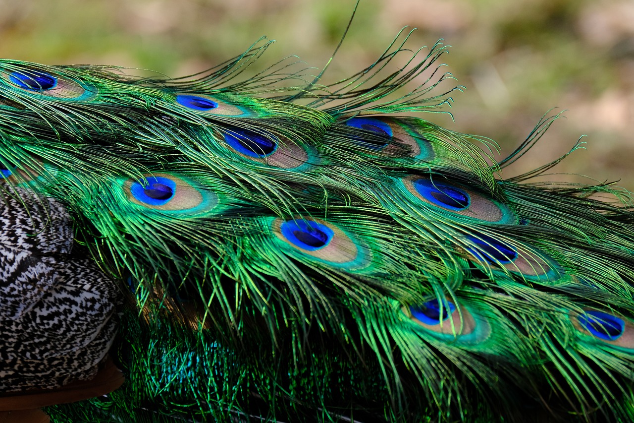 2. Versatility of Peacock Mehndi Patterns
