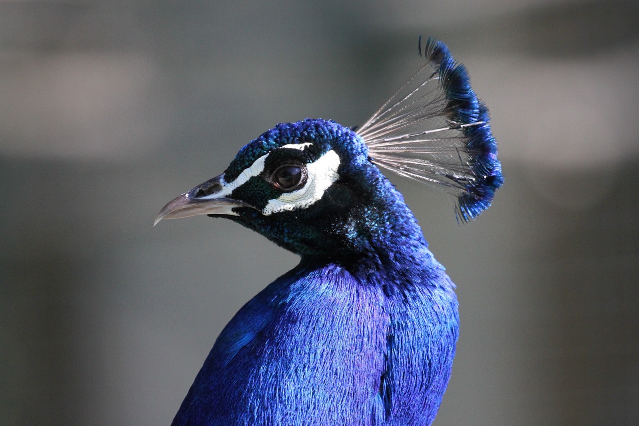 Care Tips to Make Your Peacock Mehndi Last Longer