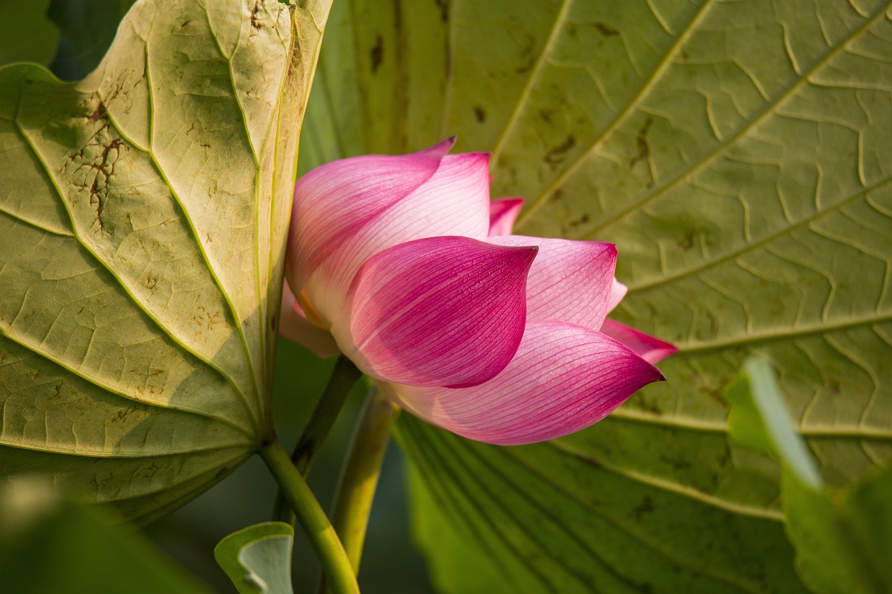 Practical Tips for Choosing and Wearing Lotus Flower Mehndi